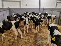 公牛, Cattle — 照片 5