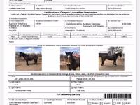公马, Mustang — 照片 5