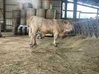 Boğa, Charolais cattle — foto 4