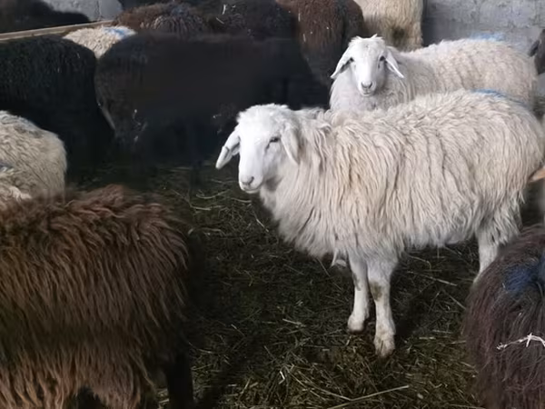 भेड़, Tian-Shan semifinewool sheep