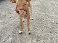 İnek, Kırmızı poltuz inek — foto 3