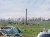 Koç, Romanov sheep — foto 4