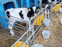 Boğa, Holstein ırkı — foto 2