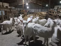 Ziege, Saanen goat — Foto 3