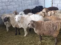 भेड़, Tian-Shan semifinewool sheep — फ़ोटो 5