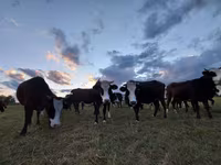 Kuh, Simmental cattle — Foto 6