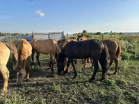 母马, Horse breed — 照片 4