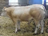 Boğa, Blonde d’Aquitane cattle — foto 2