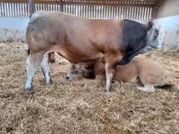 Bulle, Partenaise cattle — Foto 8