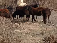 Bull, Cattle — photo 6