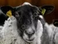 Ram, Romanov sheep — photo 4