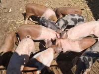 Boar, Виндснайер — photo 1