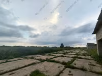 İnek, Bucaklı kırmızı benekli Ukrayna ineklerinin Bukovina fabrika tipi — foto 5