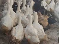 pato criollo doméstico — foto 1
