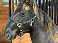 घोड़ा, Rocky Mountain Horse — फ़ोटो 5