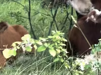 بقرة, هيرفورد — الصورة 3