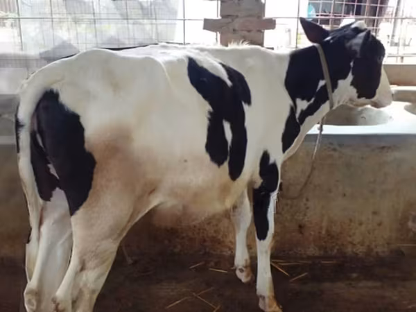 Cow, Holstein breed