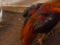 Chickens — photo 3