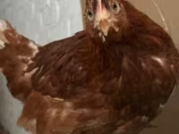 Chickens — Foto 6