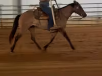 Yegua, Quarter Horse — foto 3