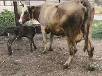 Vaca, Simmental cattle — foto 6
