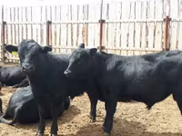 Bull, Holstein breed — photo 1