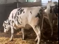 Toro, Russian Black pied cattle — foto 7