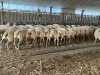 Koç, Charollais sheep — foto 4
