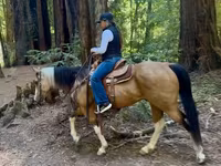 母马, Quarter Horse — 照片 5