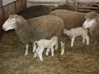 公羊, Dorset horn sheep — 照片 3