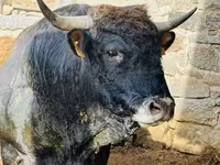 Cow, Aubrac cattle — photo 2