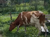İnek, Sığır — foto 3