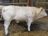 Boğa, Blonde d’Aquitane cattle — foto 5