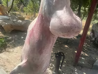 Widder, Rhon sheep — Foto 4