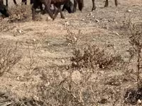Bull, Cattle — photo 7