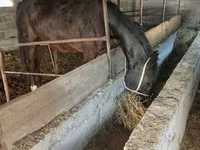 母马, Friesian sport horse — 照片 2