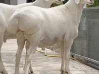Widder, Rhon sheep — Foto 3