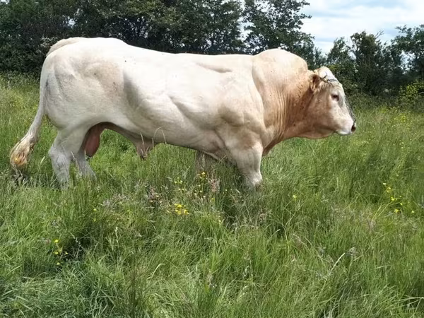 Bulle, Blonde d’Aquitane cattle