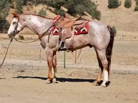 Aygır, National Show Horse — foto 5