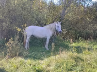घोड़ी, American shetland pony — फ़ोटो 2