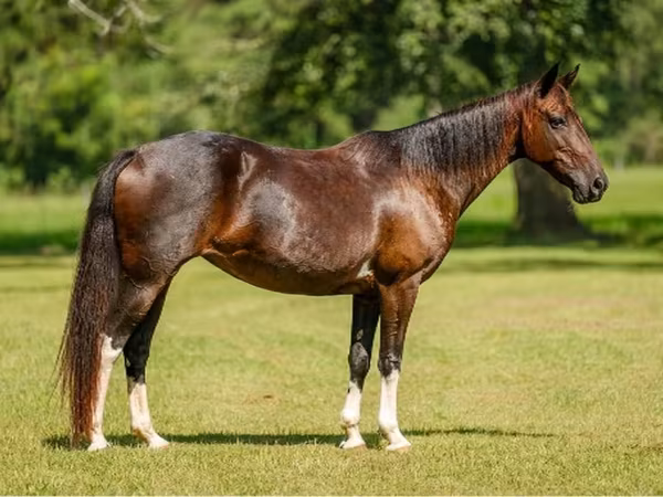 母马, American paint horse