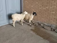 Cabro, Cabras — foto 4