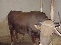 Toro, Vaca de estepa roja — foto 4