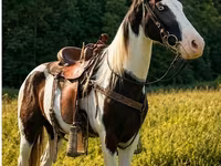 Caballo, Appaloosa — foto 8