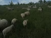 كبش, Merino sheep — الصورة 1