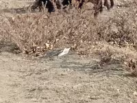 Bull, Cattle — photo 4