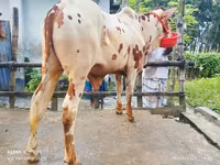 सांड, मवेशी — फ़ोटो 1