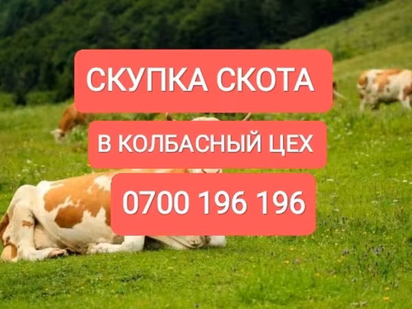 Skot