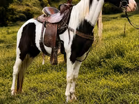 Caballo, Appaloosa — foto 5