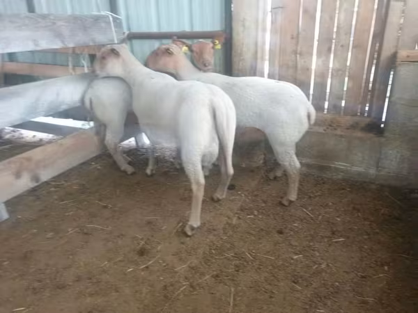 Koyun, Baerchuke sheep